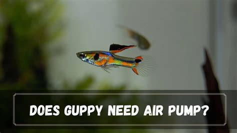 do guppies need air pump