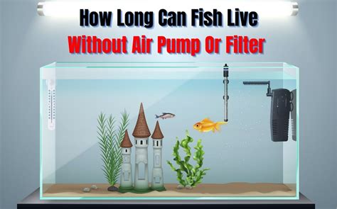 how long can fish live without air pump
